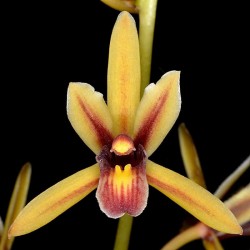 Cymbidium aloifolium