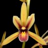 Cymbidium aloifolium