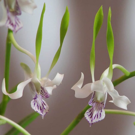 Dendrobium antennatum