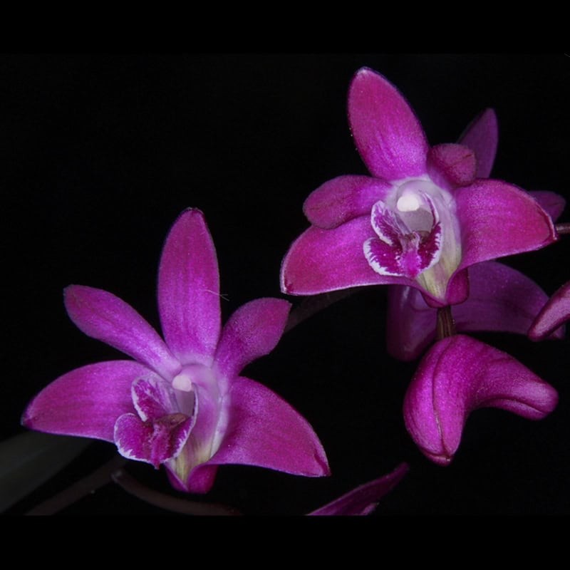 Dendrobium kingianum 'Black Beauty'