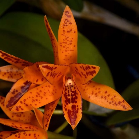 Guarianthe aurantiaca (spotted form)