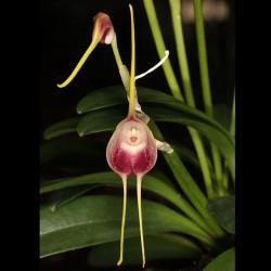 Masdevallia infracta