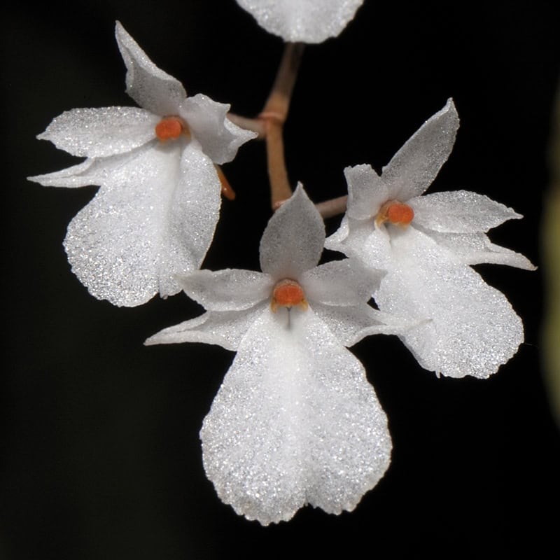 Microcoelia obovata