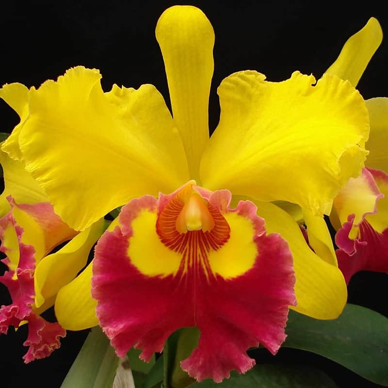 Rhyncholaeliocattleya Chunyeah 'Good Life' AM/AOS