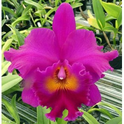 Rhyncholaeliocattleya Cornerstone 'Compass'