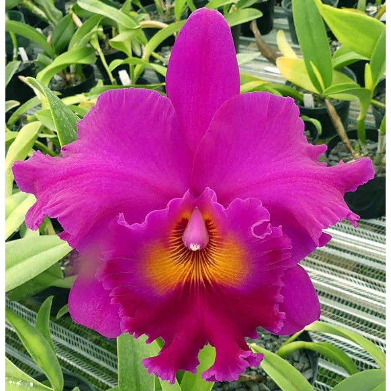 Rhyncholaeliocattleya Cornerstone 'Compass'