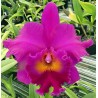 Rhyncholaeliocattleya Cornerstone 'Compass'