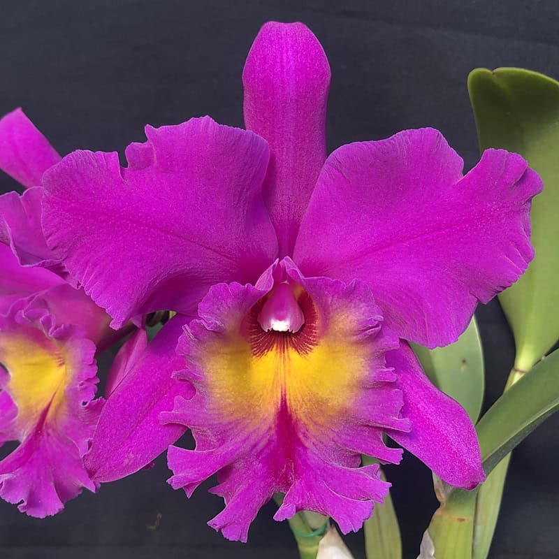 Rhyncholaeliocattleya King of Taiwan 'CF'