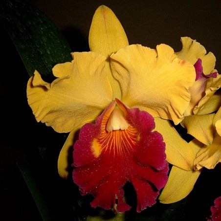 Rhyncholaeliocattleya Liu's Joyance 'Water No. 8'