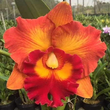 Rhyncholaeliocattleya Nakornchaisri Delight 'No. 2'