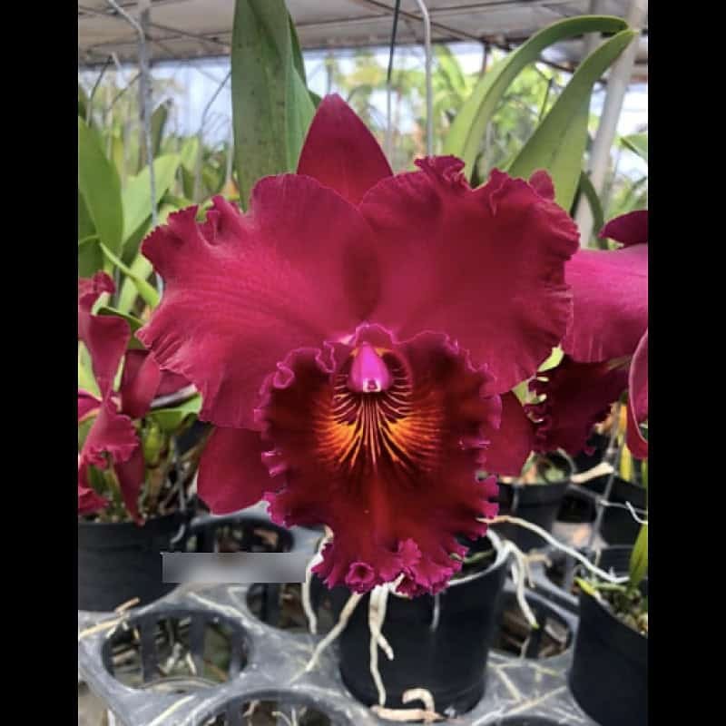 Rhyncholaeliocattleya Shinfong Unique 'Red Tian Mu'