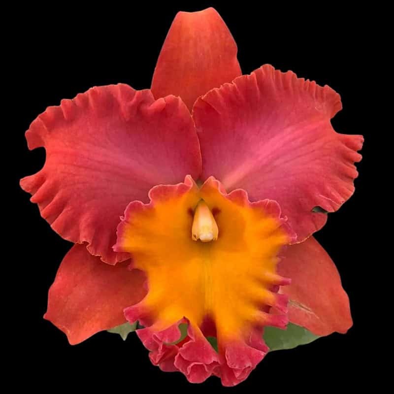 Rhyncholaeliocattleya Star of Siam 'Pumpkin'