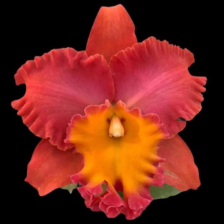 Rhyncholaeliocattleya Star of Siam 'Pumpkin'