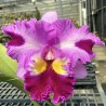 Rhyncholaeliocattleya Taiwan Yi Mei 'Crazy Night'