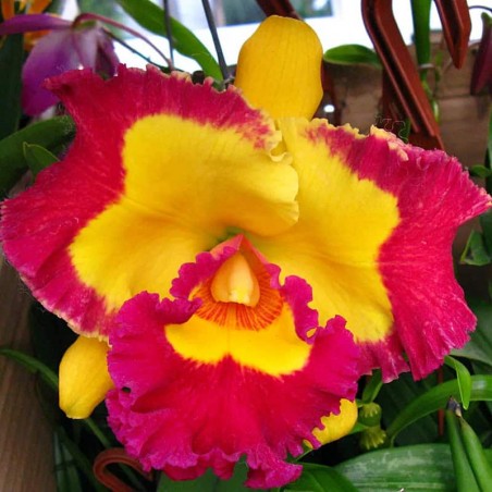 Rhyncholaeliocattleya Village Chief Rose 'Gangshan King'