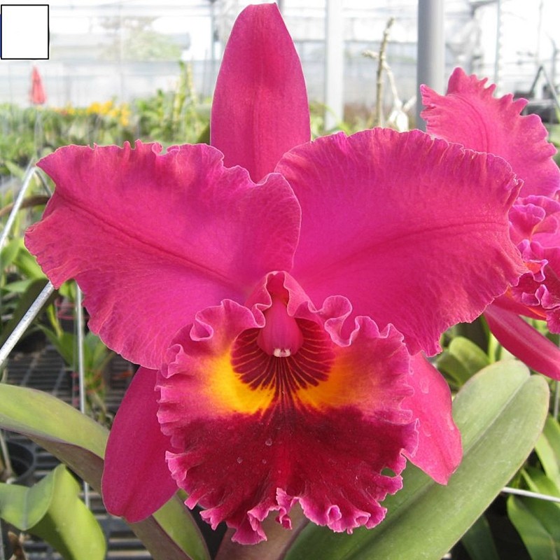 Rhyncholaeliocattleya Chialin Ruby