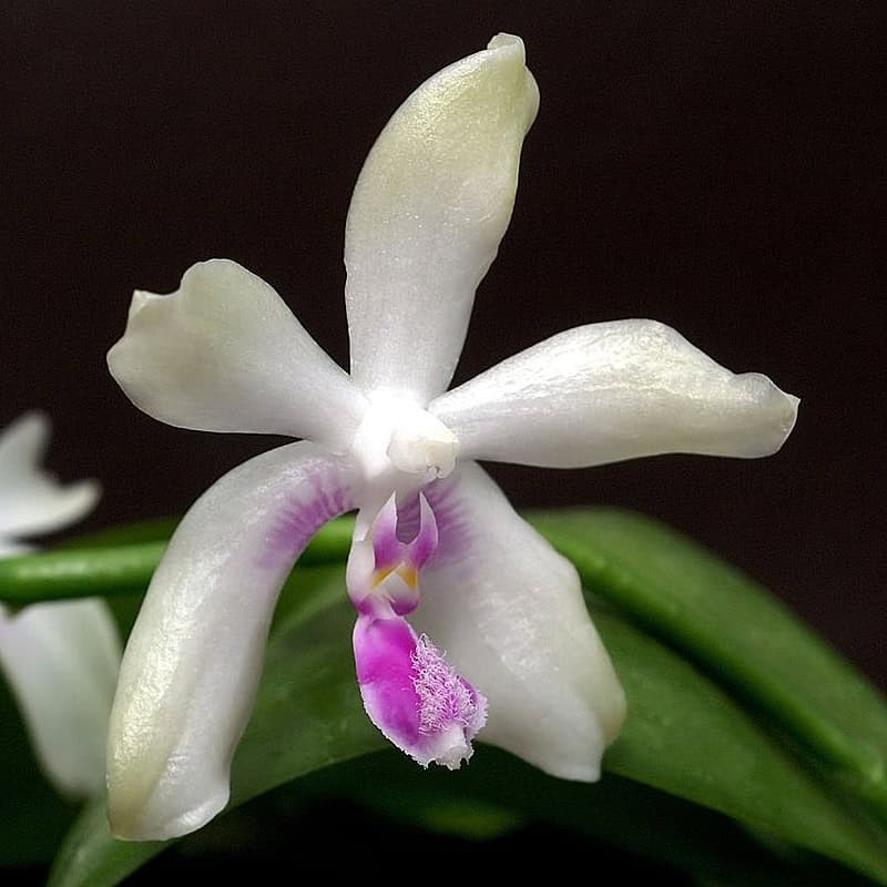 Phalaenopsis fimbriata