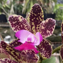 Cattleya (Monte Elegante x Black Jack) 'Zebra'