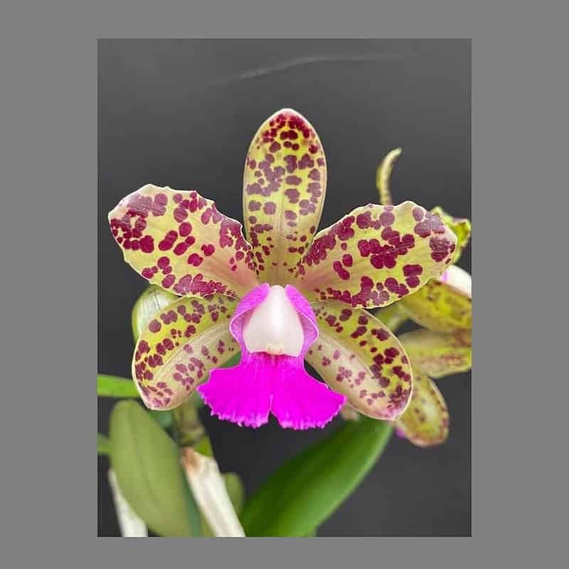 Cattleya Krull's Spotted Angel 'Exotic Spots'