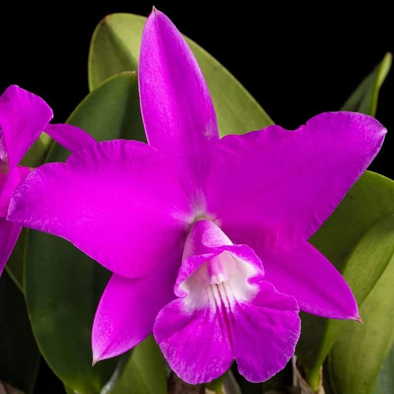 Cattleya Love Knot 'Exotic Violet'