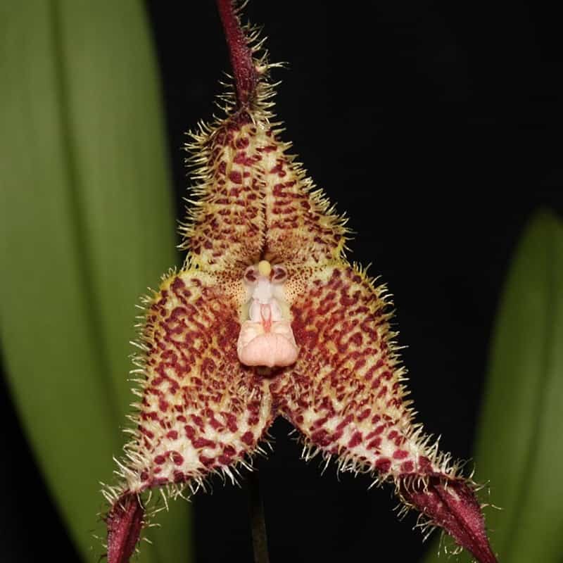 Dracula wallisii