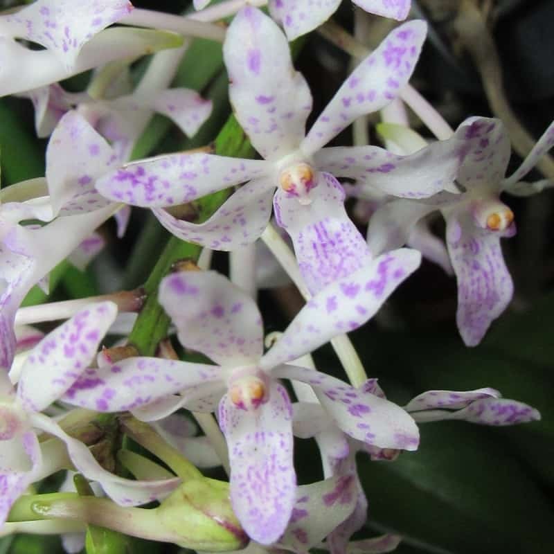 Vandachostylis Dainty