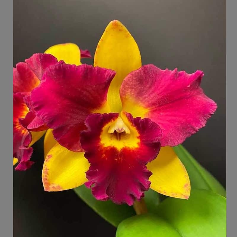 Rhyncattleanthe Exotic Angel 'Royal Flare'