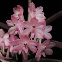 Vanda christensoniana