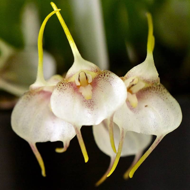 Masdevallia floribunda