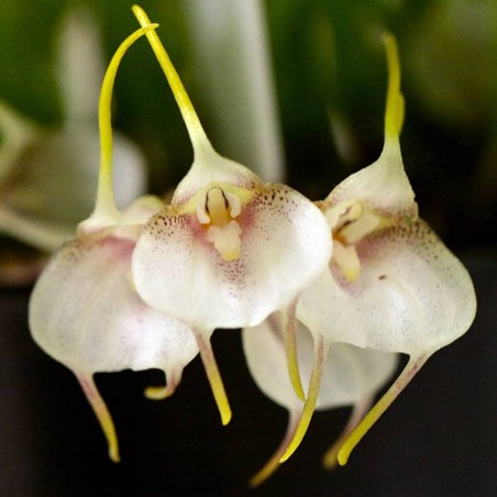 Masdevallia floribunda