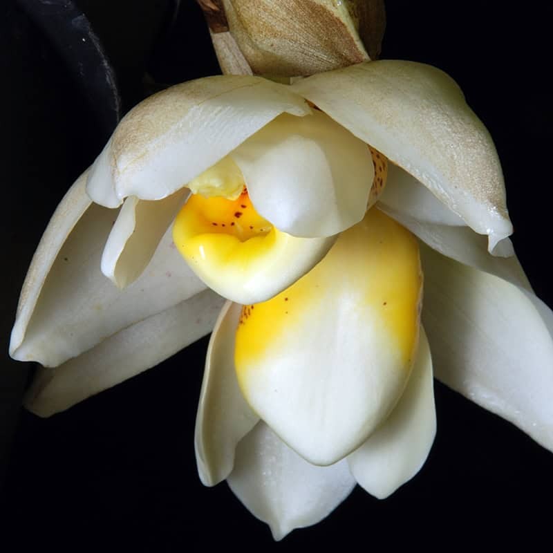 Stanhopea ecornuta