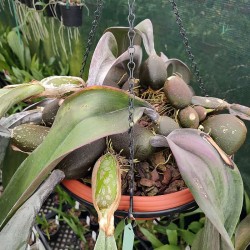 Bulbophyllum phalaenopsis