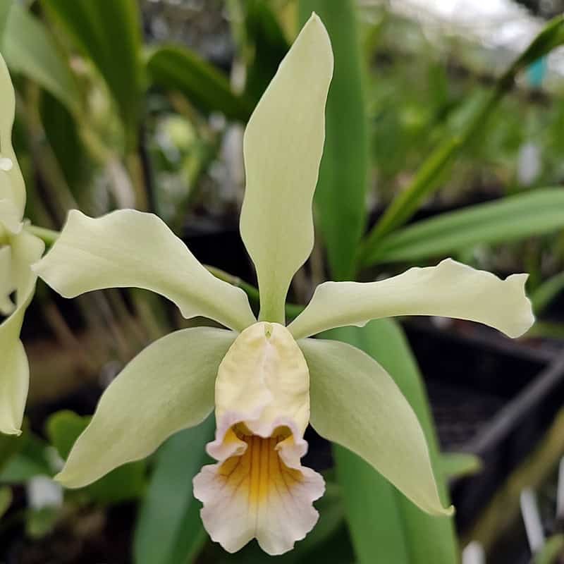 Cattleya Camilae