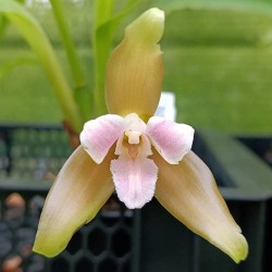 Lycaste x niesseniae