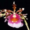 Oncidium fuscatum