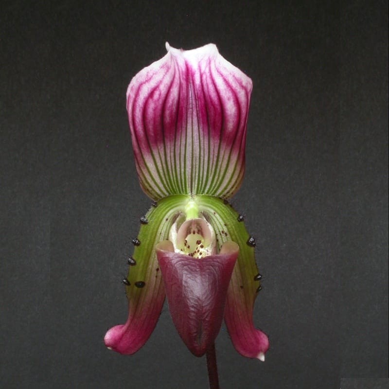 Paphiopedilum crossii