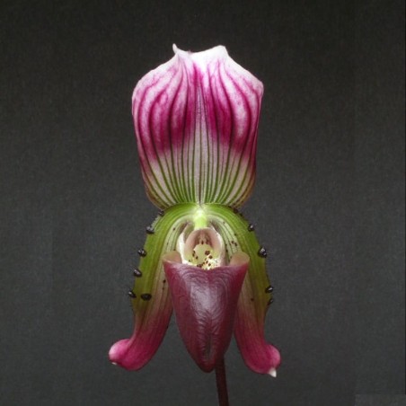 Paphiopedilum crossii