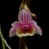 Dendrobium lobulatum