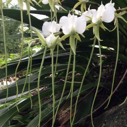 Angraecum longicalcar