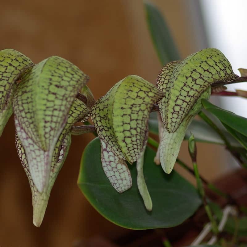 Bulbophyllum Hsinying Grand-arfa