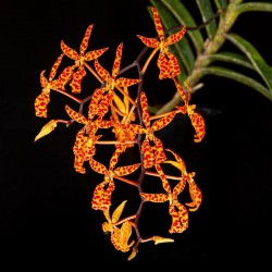 Renanthera monachica