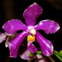 Phalaenopsis pulchra