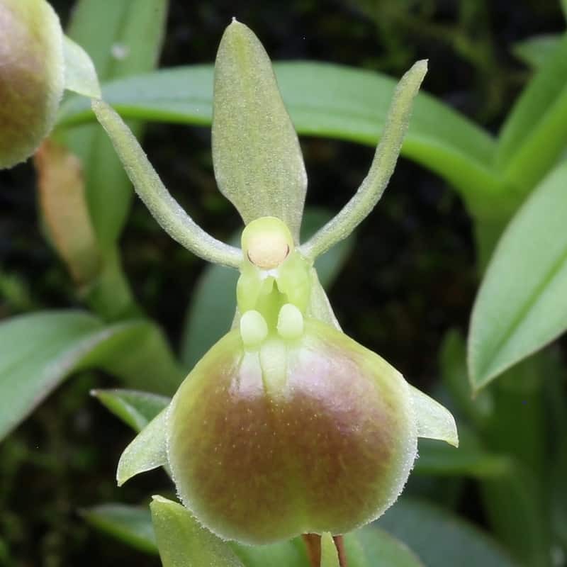 Epidendrum peperomia