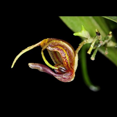 Scaphosepalum tiaratum