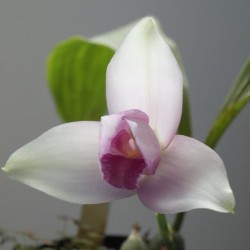 Lycaste virginalis