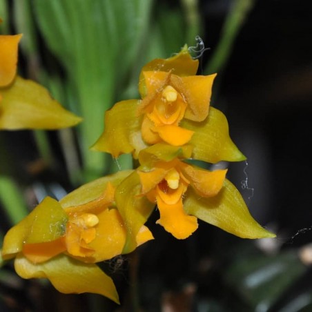 Lycaste bradeorum