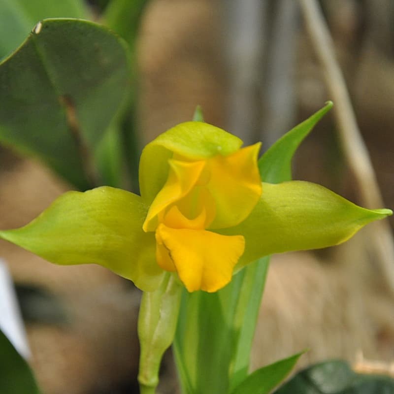 Lycaste consobrina