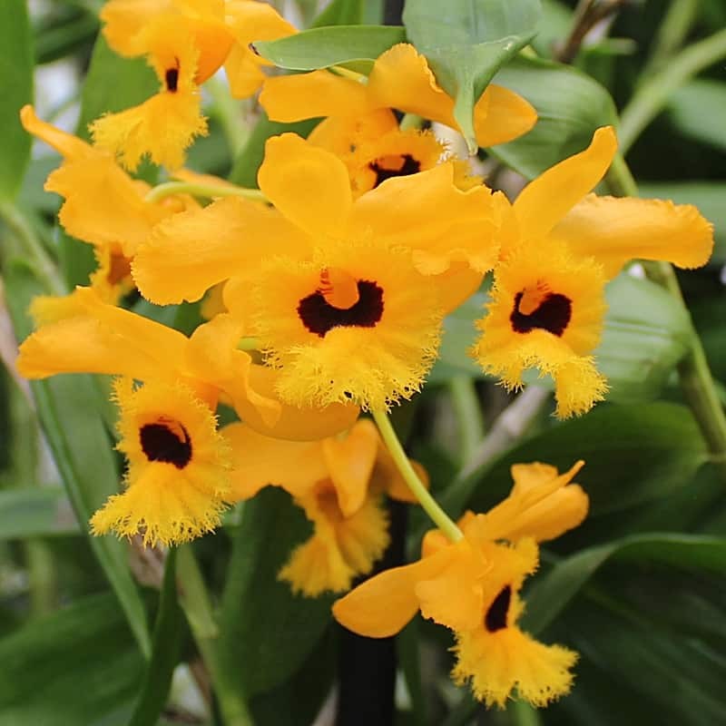 Dendrobium fimbriatum var. oculatum