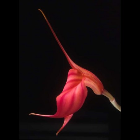 Masdevallia venusta