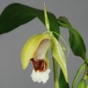 Coelogyne speciosa subsp. speciosa